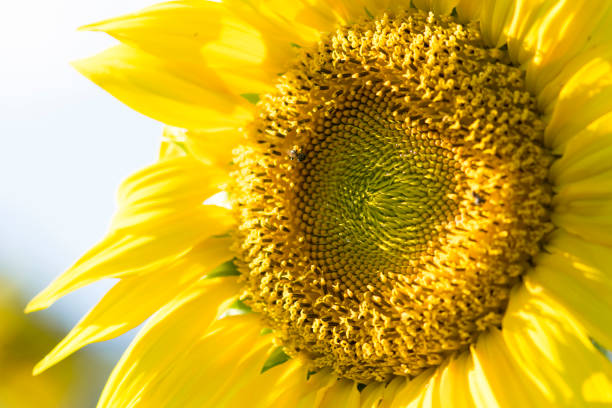 istock Beautiful Sunflower in garden 953001626