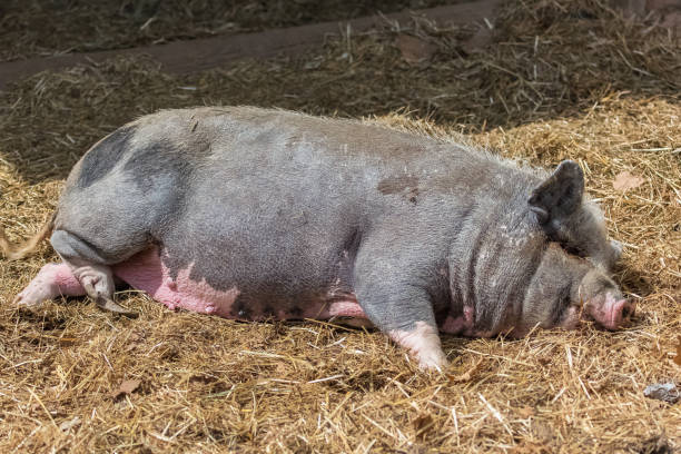 Pink pig Pink pig who sleeps in the hay fat ugly face stock pictures, royalty-free photos & images