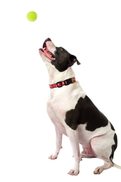 istock Dog Sitting Looking at Tennis Ball 953003022