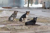 Flock sad homeless dogs on a cold spring afternoon