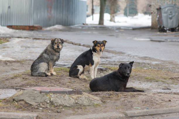 Flock sad homeless dogs on a cold spring afternoon Photo of flock sad homeless dogs on a cold spring afternoon homeless person stock pictures, royalty-free photos & images