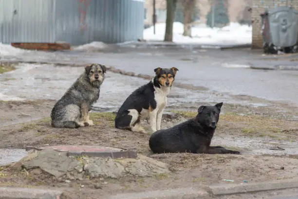 Photo of flock sad homeless dogs on a cold spring afternoon