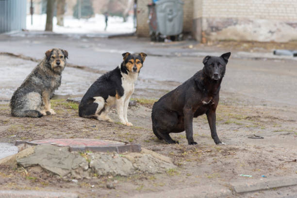 istock Flock sad homeless dogs on a cold spring afternoon 953005166