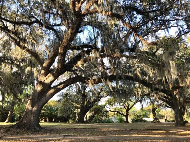 istock Spanish Moss in City Park, New Orleans 953006206