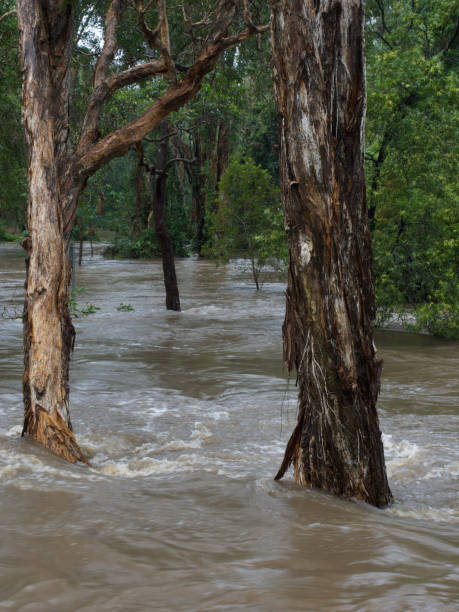 istock Flooded Creek broken its banks 953006804