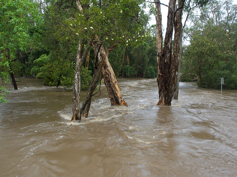 The river has burst its banks and has inundated the surrounding native trees.  Taken in queensland Australia the water is also carrying the silt and is tainted brown.