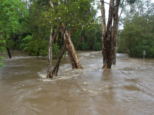 Flooded river flowing amongst the trees The river has burst its banks and has inundated the surrounding native trees.  Taken in queensland Australia the water is also carrying the silt and is tainted brown. queensland floods stock pictures, royalty-free photos & images