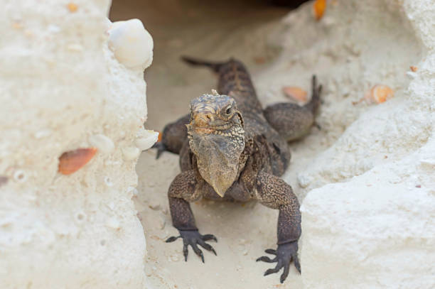 istock A large lizard walks out of the cave close-up 953007416