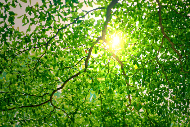 istock Sun ray or light behind the branches of green leaves or foliage tree 953009592
