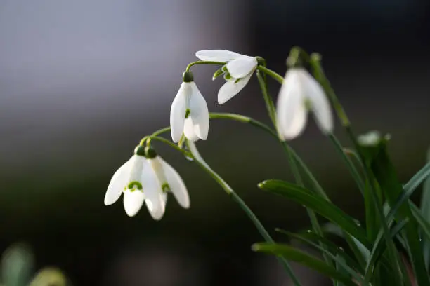 Snowdrops in the end of winter.