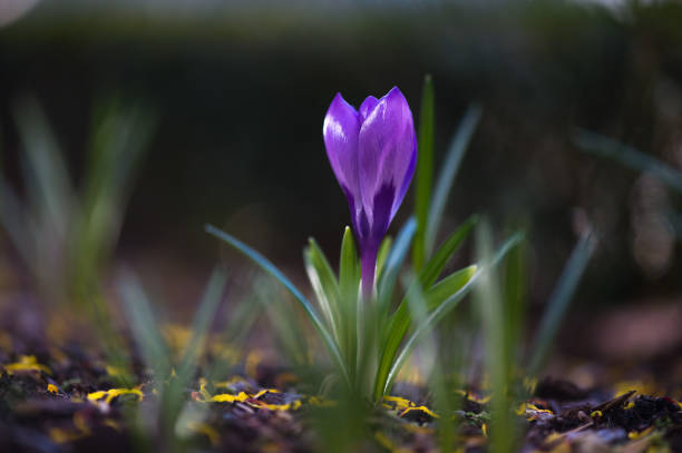 istock Macro of a violet crocus in springtime. Close up. 953010070