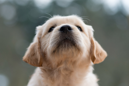 Golden retriever sitting in straw field on a sunny summer day