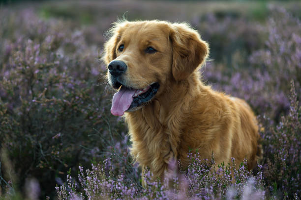 istock Golden Retriever standing in purple heather. 953010144