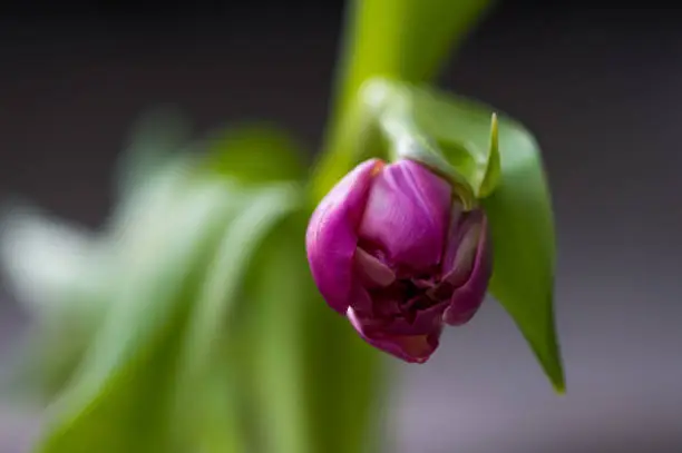 Tulip in springtime