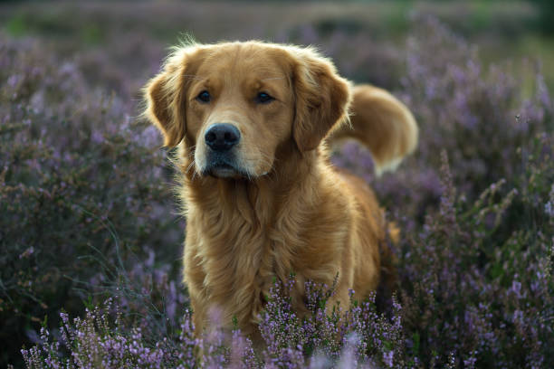 Golden Retriever standing in purple heather.