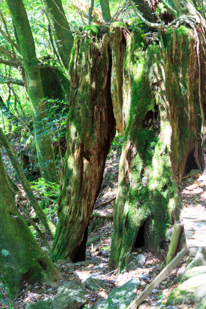 istock Moss forest in Yakushima Island, Japan 953010772