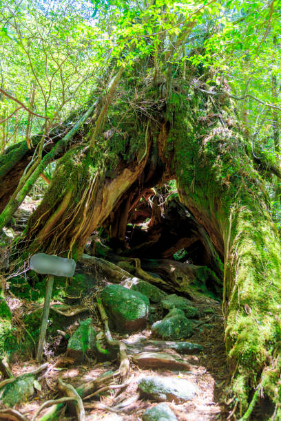 istock Moss forest in Yakushima Island, Japan 953010822