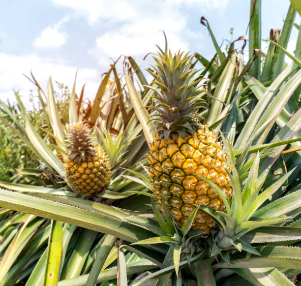 corbeille de fruits à l'ananas dans le bush - ananas photos et images de collection