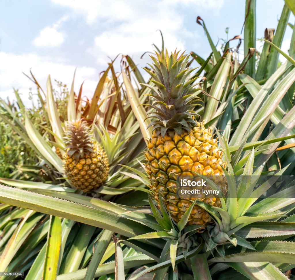 Frutto di ananas sul cespuglio - Foto stock royalty-free di Ananas