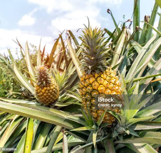 Frutto Di Ananas Sul Cespuglio - Fotografie stock e altre immagini di Ananas - Ananas, Campo, Flora