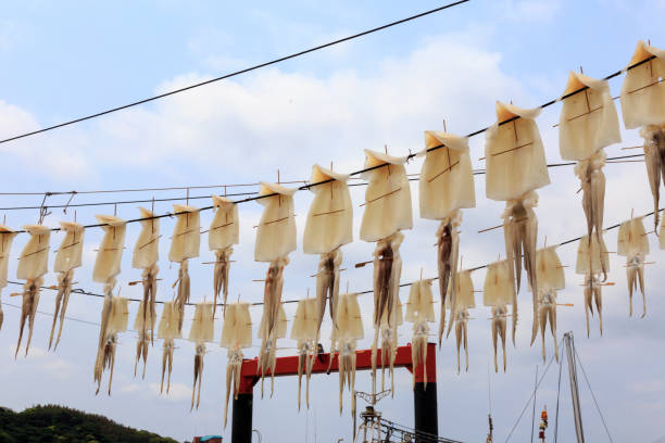 Dry squid in Yobuko, Japan