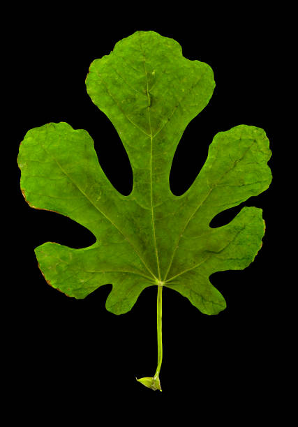 istock close up isolated image of leaf on black background 953014642
