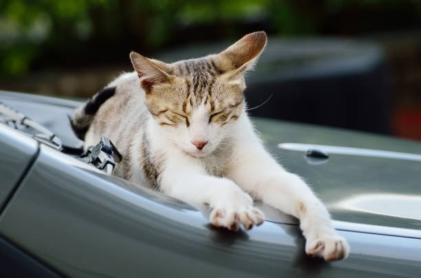 istock Majestic cat on the car 953014682