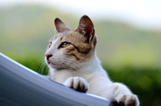 Majestic cat on the car