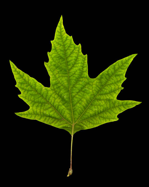 istock close up isolated image of leaf on black background 953014798