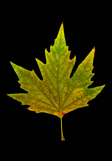 istock close up isolated image of leaf on black background 953014812