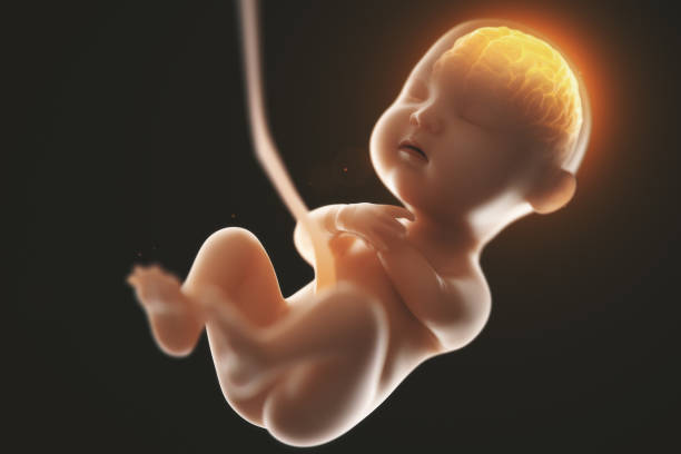 istock Babys brain and nervous system,3d rendering fetus with brain x-ray inside, 3d illustration. 953014978