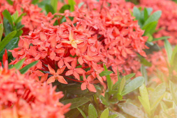 istock close up Ixora Red spike flower 953018584