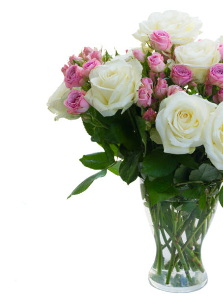 istock Pink and white blooming roses 953019774
