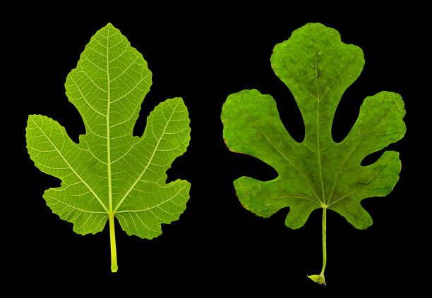 istock close up green fig leaves on black background 953022600