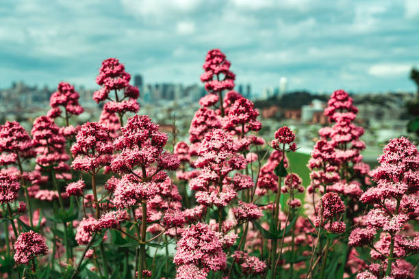 Springtime in San Francisco with flowers blooming