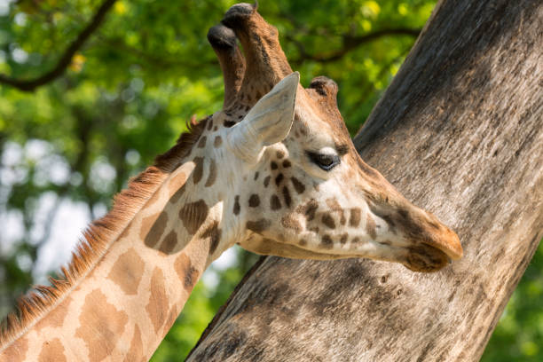 istock closeup of a giraffe 953024006