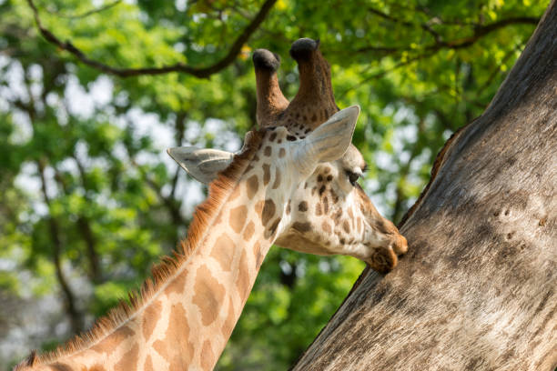 istock closeup of a giraffe 953024010