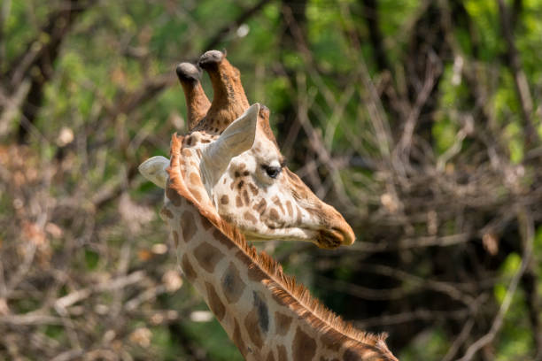 istock closeup of a giraffe 953024028