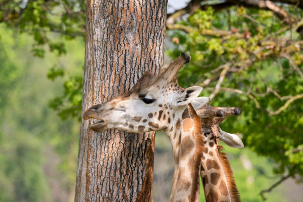 istock closeup of a giraffe 953024112