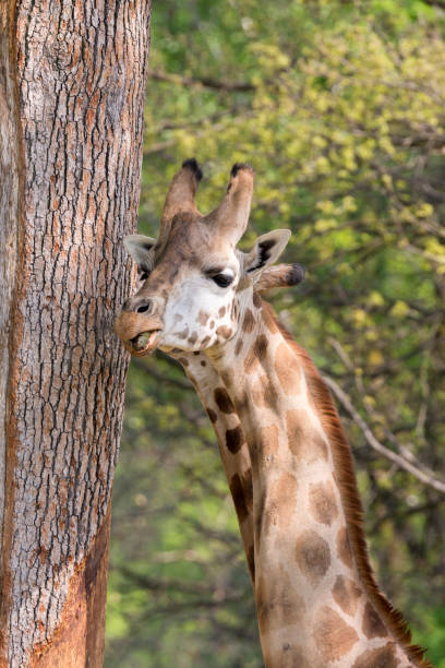 istock closeup of a giraffe 953024120