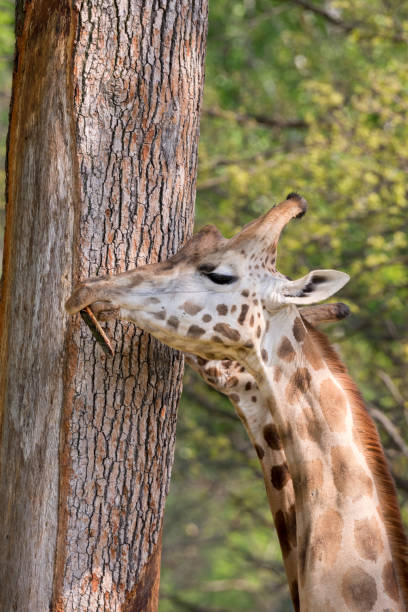 istock closeup of a giraffe 953024132