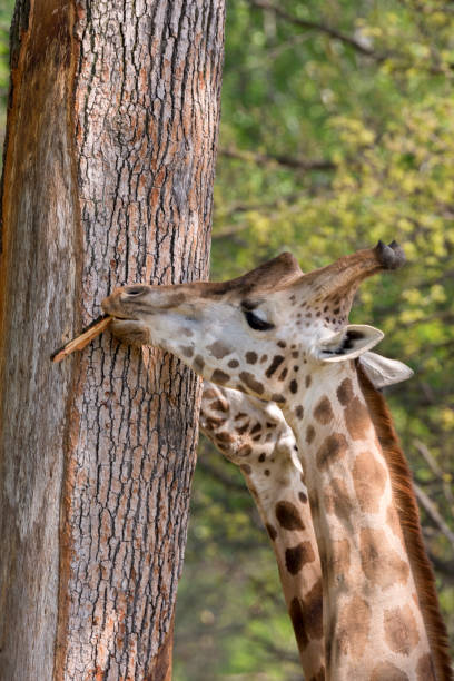 istock closeup of a giraffe 953024134