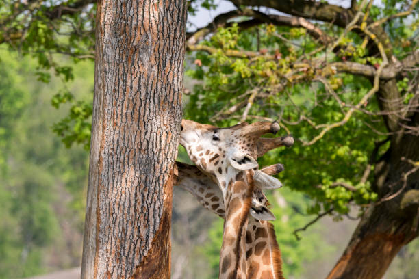 istock closeup of a giraffe 953024144