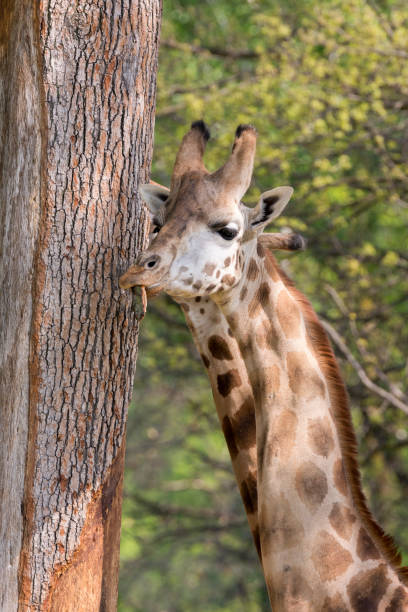 istock closeup of a giraffe 953024156