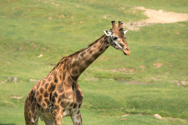 istock closeup of a giraffe 953024160