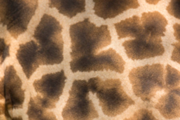 istock closeup of a giraffe 953024210
