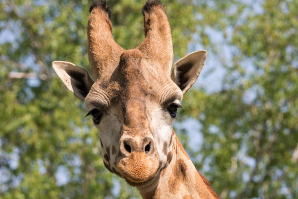 istock closeup of a giraffe 953024288