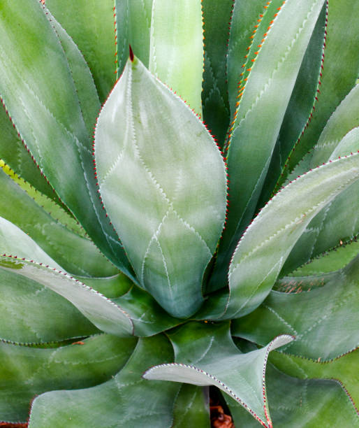 istock Closeup of a cactus 95302554
