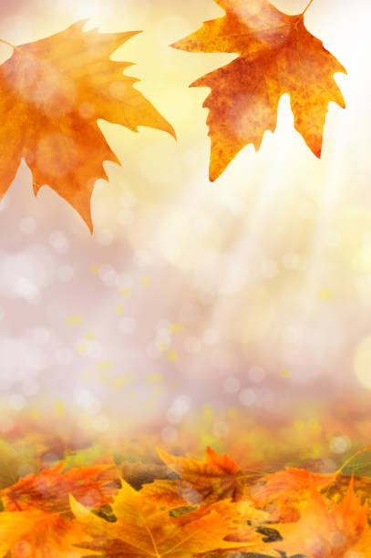 istock close up autumn leaves with light beam 953026984