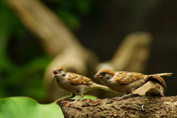 istock Philippine Maya Bird or Eurasian Tree Sparrow perching on a tree branch 953027490